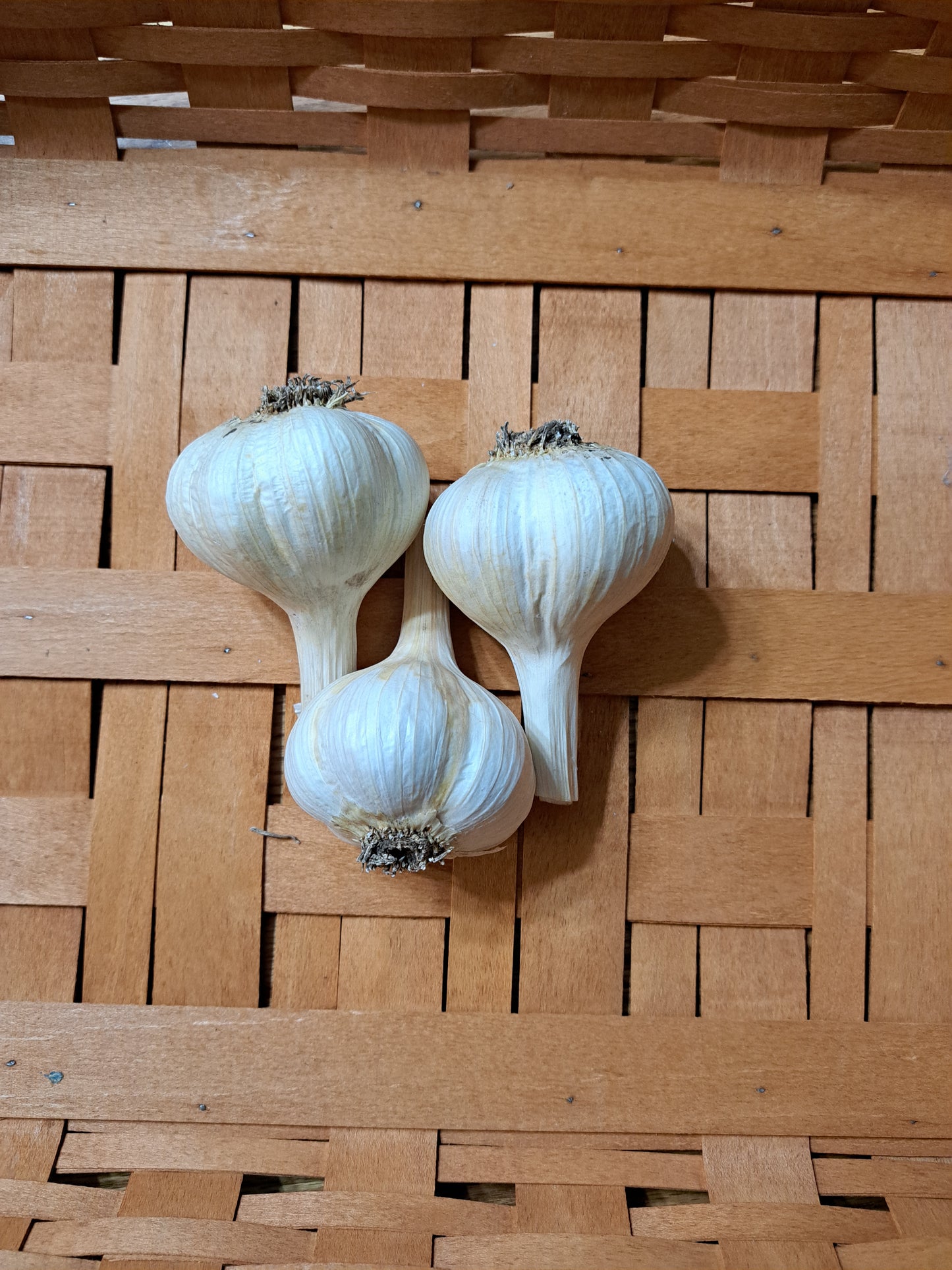 ARMENIAN (Porcelain Garlic) Very popular large clove garlic.