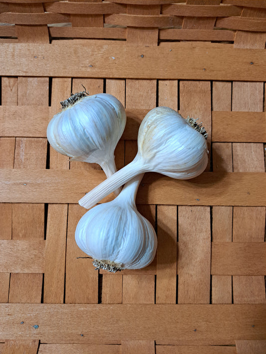 GEORGIAN FIRE (Porcelain Garlic) Native to the Republic of Georgia.