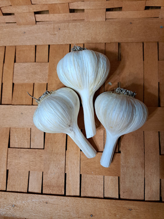 GERMAN PORCELAIN (Porcelain Garlic) A robust hot flavor.