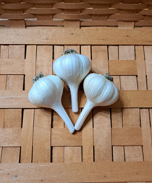 MUSIC (Porcelain Garlic) A strong rich flavor. Very Popular