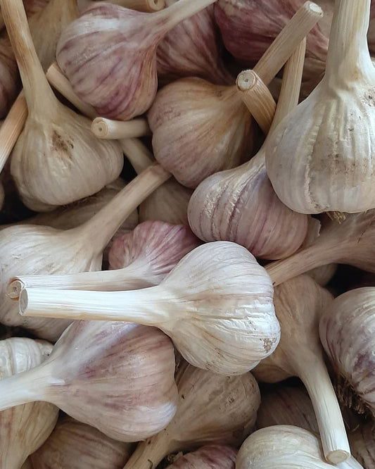 RUSSIAN RED - Not available for 2025 (Rocambole Garlic) Great for roasting.