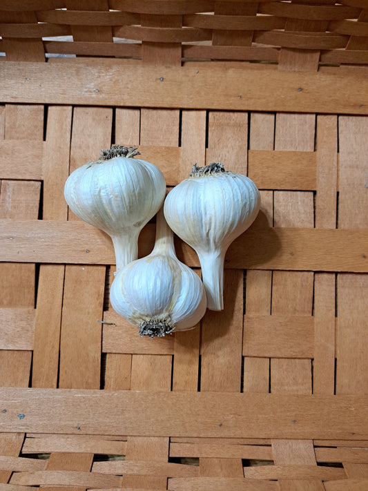 ARMENIAN (Porcelain Garlic)  Very popular large clove garlic.