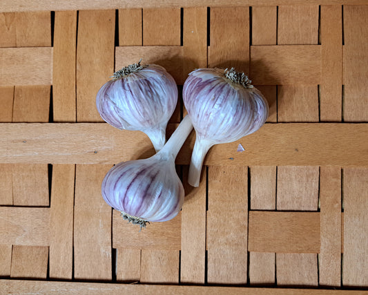 CHESNOK RED (Purple Stripe Garlic) Not available 2025. Very popular. Produces medium bulbs.