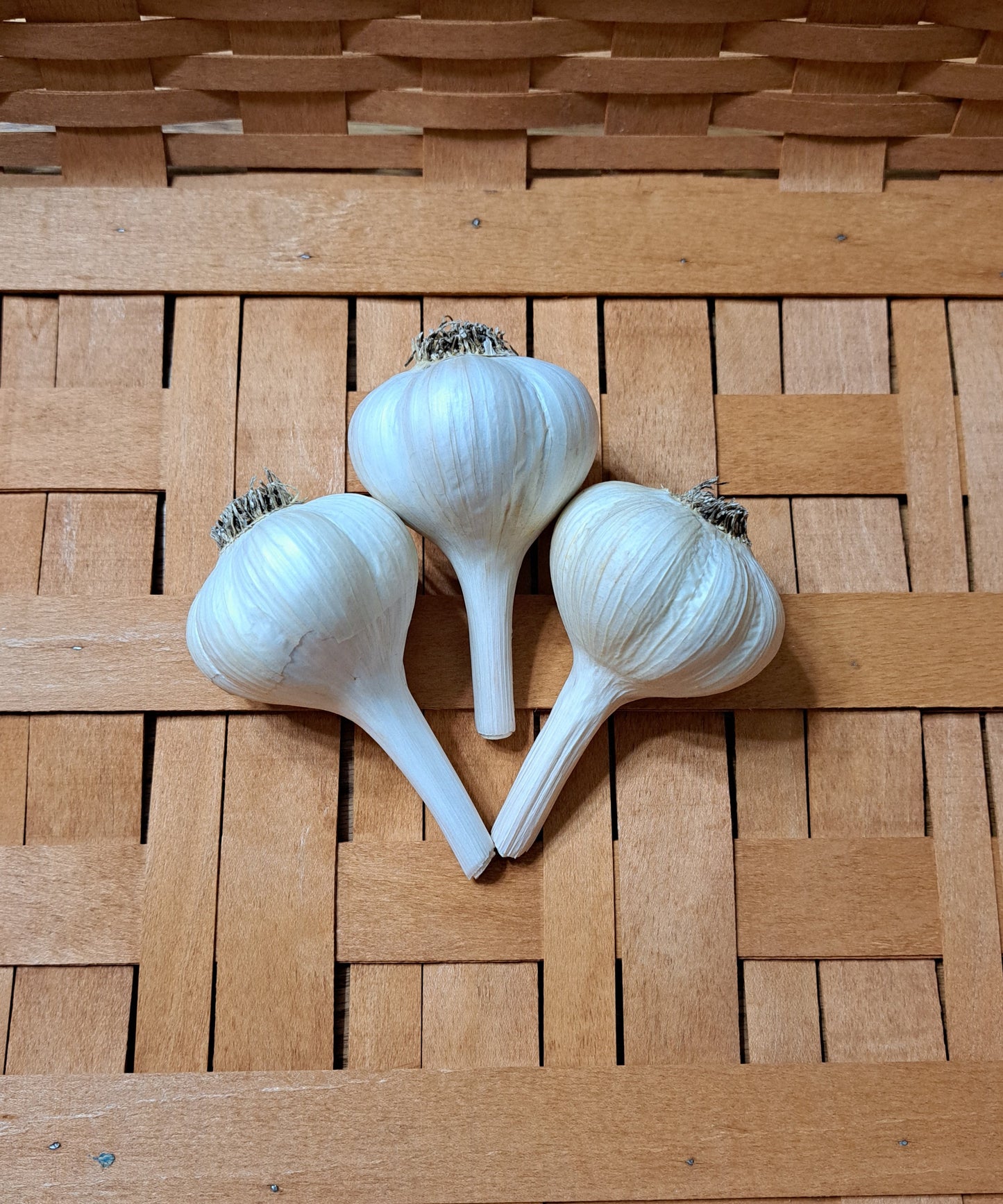 MUSIC (Porcelain Garlic)  A strong rich flavor.  Very Popular