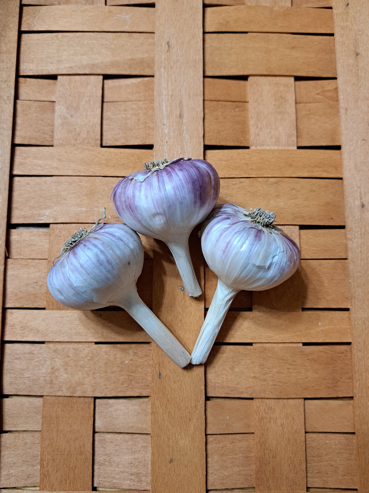 SIBERIAN (Marbled Purple Stripe Garlic) Excellent for all types of cooking.