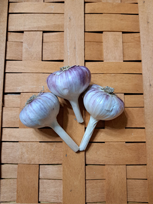SIBERIAN (Marbled Purple Stripe Garlic) Not available 2025. Excellent for all types of cooking.