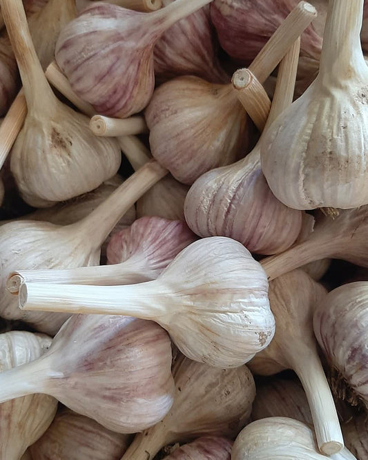 RUSSIAN RED - Not available for 2023 (Rocambole Garlic) Great for roasting.